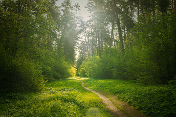 Scenic view in beautiful spring forest with green grass and bushes around the path, trees and small road, leading far away, spring nature reserve landscape