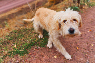 Lost dog. The canine is missed and is looking for its man. Animal portrait