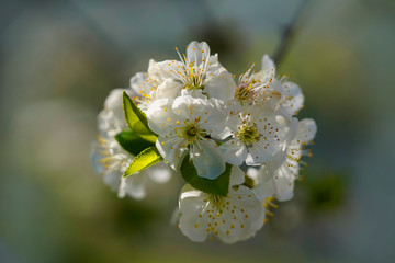 Apple tree flowers blossom. 