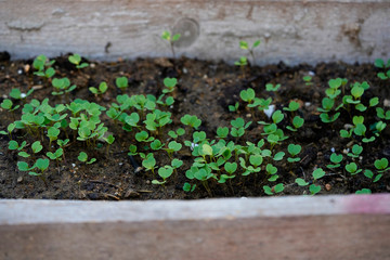 Seedlings in the garden.