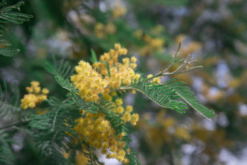yellow flowers on a tree