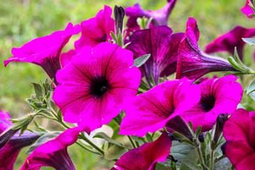 Beautiful flower of May; Petunia flower