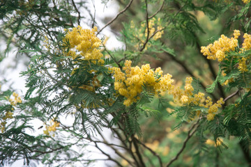yellow flowers on the tree