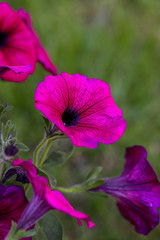 Beautiful flower of May; Petunia flower