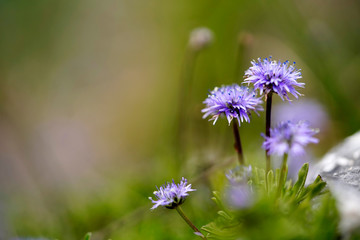 purple flowers in the garden