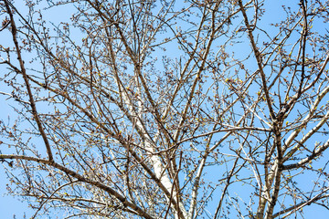 poplar tree with buds and blue sky on background on sunny spring day (focus on branches on foreground)