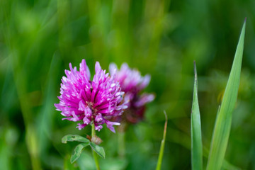 Pink shamrock flower