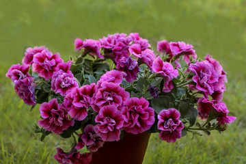 Gazelle flower ; Pelargonium domesticum