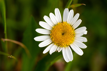 Fototapeta premium White flower