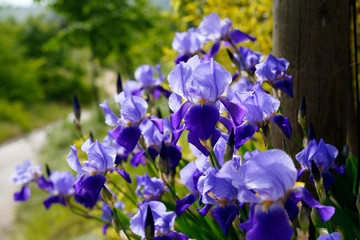 Bunch of purple iris flowers in nature.