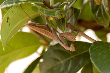 Mantis in the bushes
