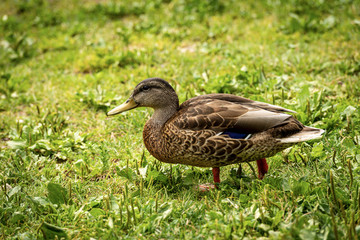 One female of mallard duck (Anas platyrhynchos) standing on a green meadow. Italy, Europe