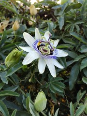 Alone flower