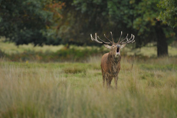 Red deer cervus elaphus in autumn colours