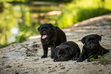 Three Cute Black pug puppies walk outdor in summer grass