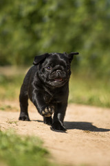 Cute Black pug puppy walk outdor in summer grass