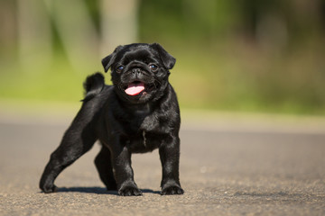 Cute Black pug puppy walk outdor in summer grass