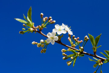 A branch of a blossoming cherry on a bright blue sky. Sunny day. Focus on the blossoming flowers.