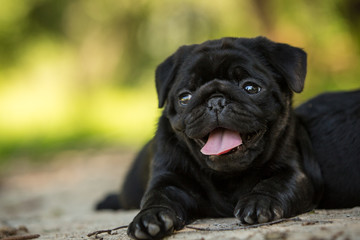 Cute Black pug puppy walk outdor in summer grass