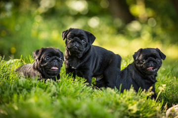 Cute Black pug puppies walk outdor in summer grass