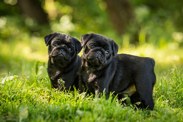 Cute Black pug puppy walk outdor in summer grass