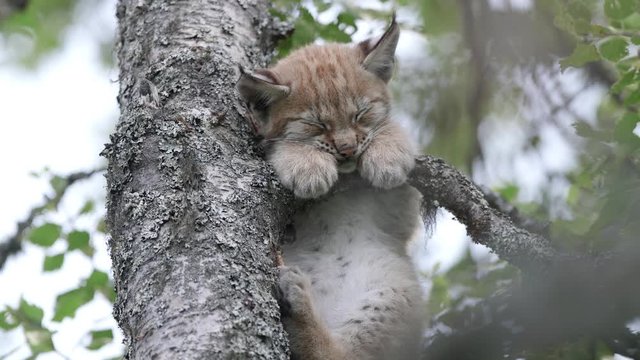 small young lynx cub hanging in tree sleeping close view paws head ears eyes