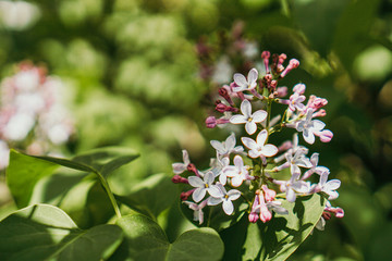 blooming lilac flowers on a bush