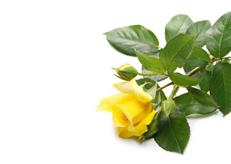 Yellow rose with leaves on stem isolated on white background