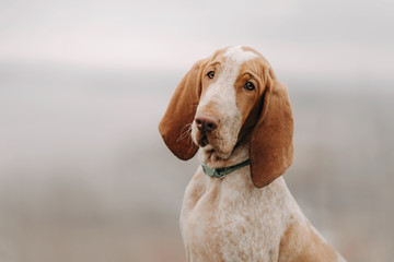 adorable bracco italiano puppy close up portrait outdoors