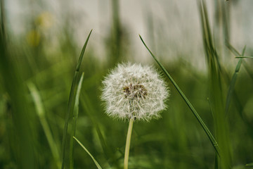 Fototapeta na wymiar green dandelion in the park