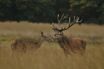 Red deer cervus elaphus in autumn colours