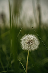 green dandelion in the park