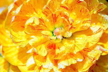 yellow flower.Nature and flowers. yellow tulip. Summer card. Macro background