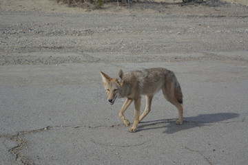 Coyote im Death Valley Nationalpark 