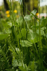 spring green grass in the garden