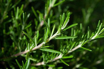 Fototapeta na wymiar Rosemary shrub green close-up