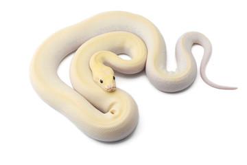 Asian rock python isolated on white background