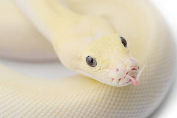 Asian rock python isolated on white background