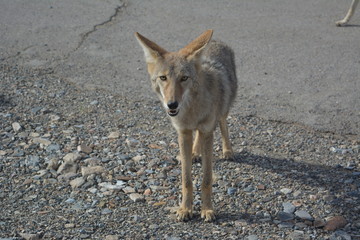 Coyote im Death Valley Nationalpark 