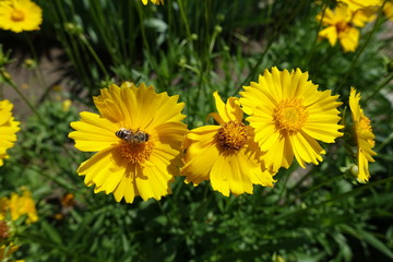 Bee pollinating yellow flowers of Coreopsis lanceolata in June