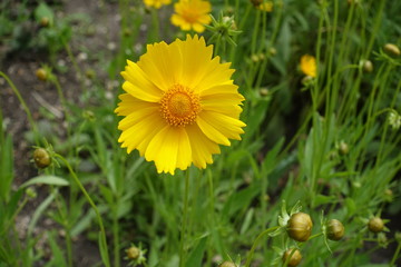 Close view of single yellow flower of Coreopsis lanceolata in May