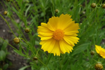 Closeup of single yellow flower of Coreopsis lanceolata in May