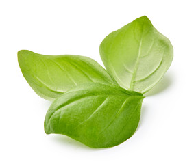Three basil leaves isolated on white background