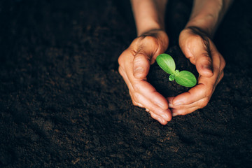 Farmer hand holding young plant. Top view. Banner. New life, eco, sustainable living, zero waste,...