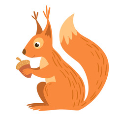 Squirrel is sitting and holding acorn. White background. Vector illustration.