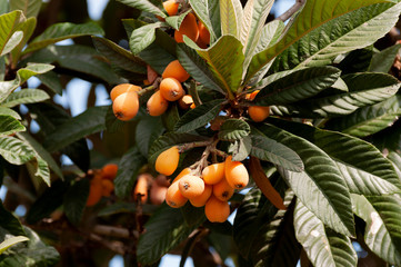 Loquat on the tree ready for harvest