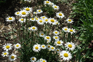 Leucanthemum vulgare with white flowers in May