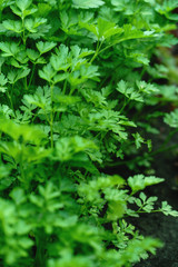 Parsley grows in the garden. It is grown outdoors in the garden area. Green background of parsley leaves.