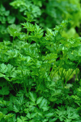 Fototapeta na wymiar Parsley grows in the garden.Green background of parsley leaves. It is grown outdoors in the garden area.
