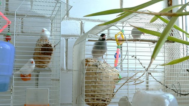 Amadina birds in cage jump and fly in room near window or in pet store. Medium plan. Indoors.